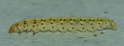 Choreutis pariana
